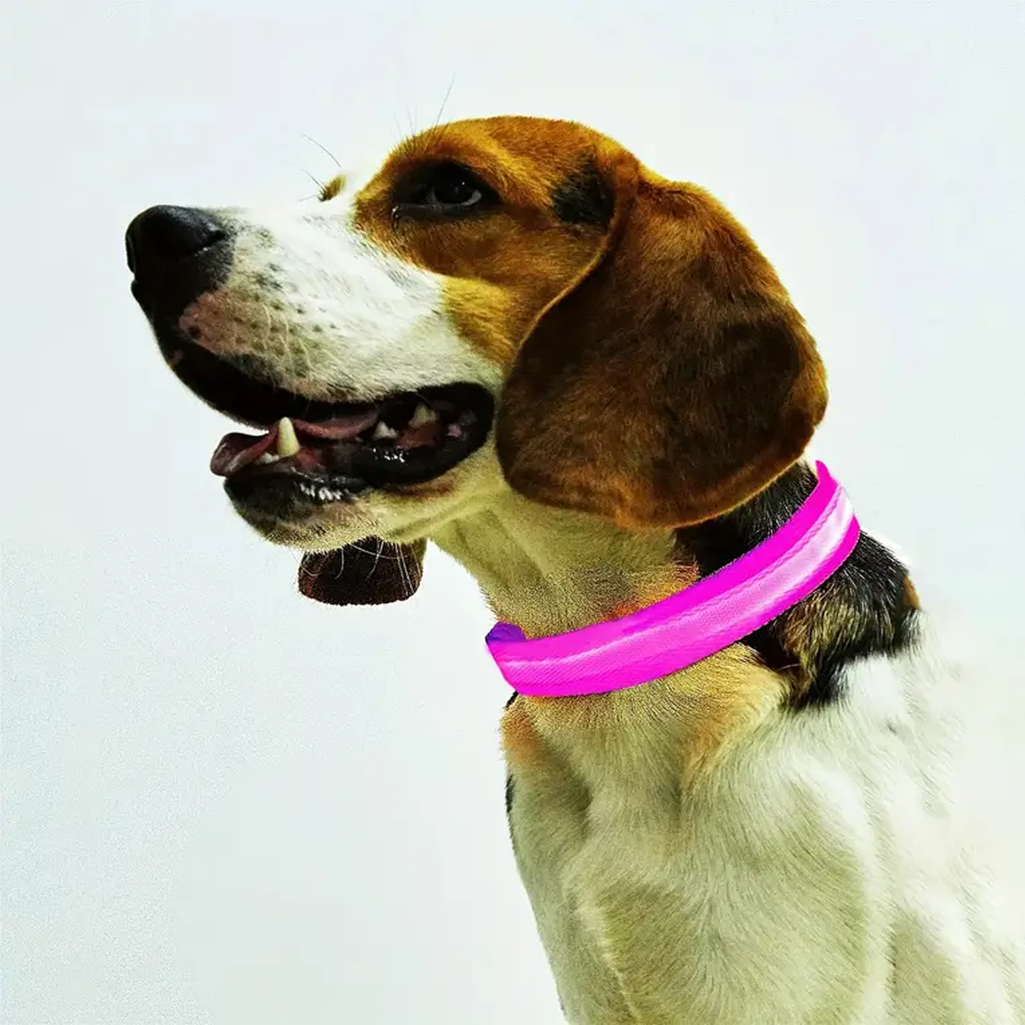 LED Light up Dog Collar Rechargeable Waterproof Glowing Dog Collars for Large Small Medium dogs